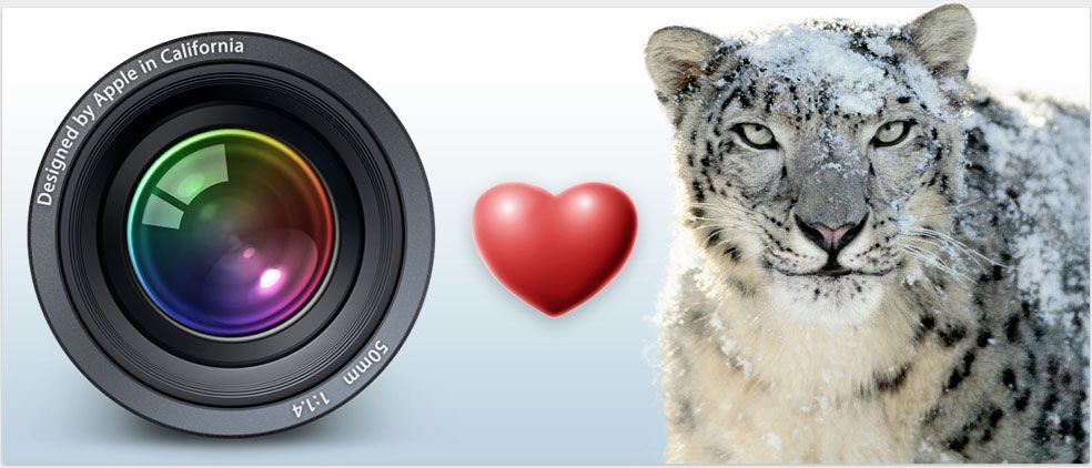 Snow Leopard loves Photographers
